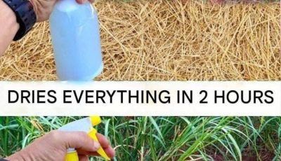 Best Homemade Herbicide: A Simple Non-Toxic Solution for Unwanted Weeds