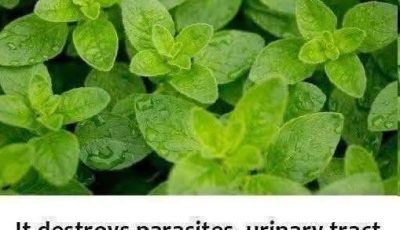 THE MOST POWRFUL PLANT