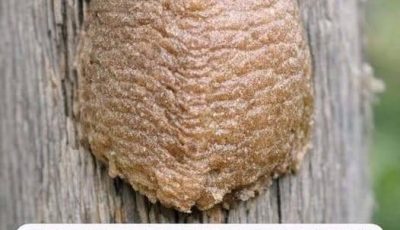 Finding a strange, foam-like brown object on a fence post or a tree branch can be a very surprising experience. You might feel a bit nervous or curious, wondering if you should remove it or leave it alone. Before you reach for a scraper, it is helpful to know that you have likely found one of nature’s most interesting “nurseries.” What you are looking at is almost certainly an egg case from a praying mantis. In the world of science, this is called an ootheca. This structure is a vital part of a mantis’s life, and finding one is actually a…