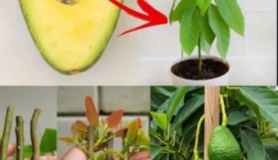 Grow Your Own Avocados: An Economical and Ecological Alternative